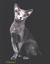 Velva Crystal Blu Purrsuasion_thumb.jpg - 46986 Bytes